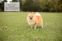 Shep, a male Pomeranian for sale in Scurry, TX – Photo 3 of 4