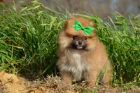 Shep, a male Pomeranian for sale in Scurry, TX – Photo 3 of 8