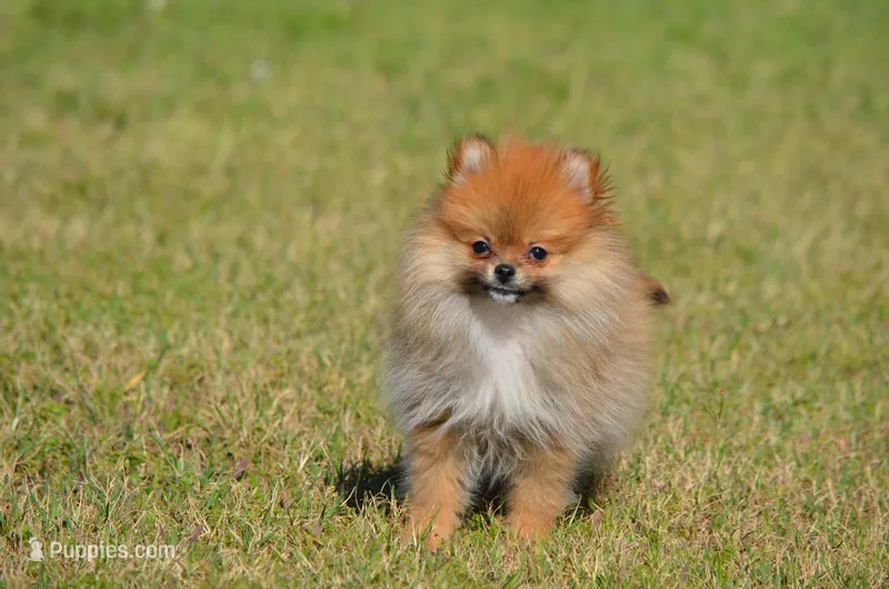 Shep – Pomeranian puppy for sale in Scurry, TX