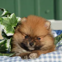 Shep, a male Pomeranian for sale in Scurry, TX – Photo 6 of 8