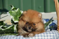 Shep, a male Pomeranian for sale in Scurry, TX – Photo 2 of 4