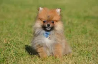 Shep, a male Pomeranian for sale in Scurry, TX – Photo 1 of 8