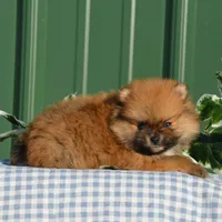 Shep, a male Pomeranian for sale in Scurry, TX – Photo 5 of 8