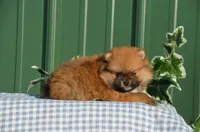 Shep, a male Pomeranian for sale in Scurry, TX – Photo 1 of 4
