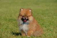 Shep, a male Pomeranian for sale in Scurry, TX – Photo 2 of 8