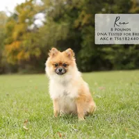 Shep, a male Pomeranian for sale in Scurry, TX – Photo 8 of 8
