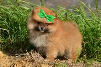 Shep, a male Pomeranian for sale in Scurry, TX – Photo 4 of 8