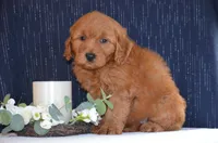 Willy, a male Miniature Goldendoodle for sale in Scurry, TX – 2 of 4
