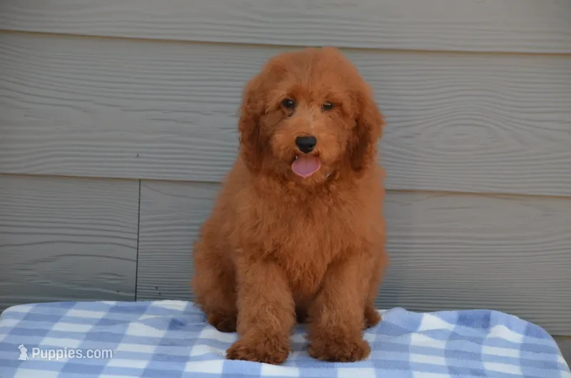Scotty  – Poodle - Miniature  puppy for sale in Scurry, TX