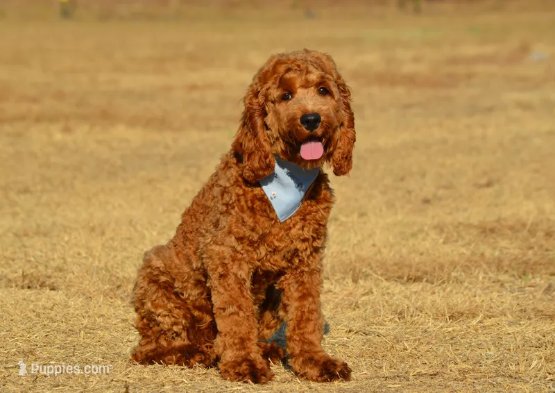 Gildo  – Cockapoo puppy for sale in Scurry, TX