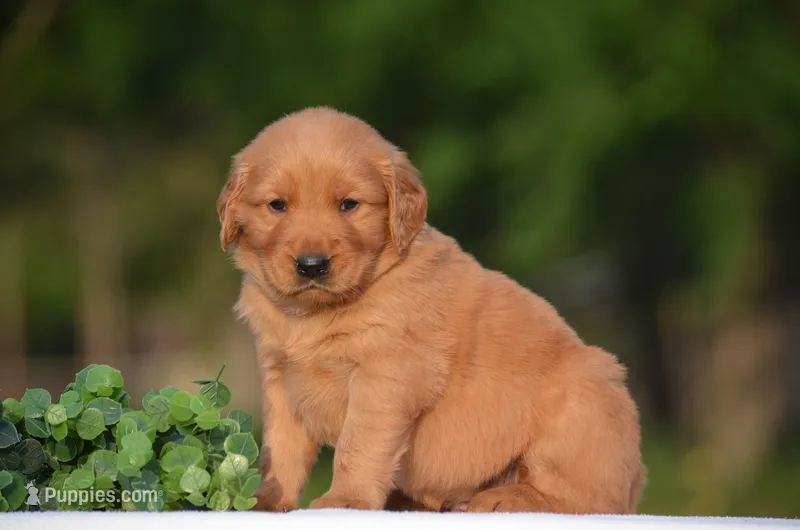Shane – Golden Retriever puppy for sale in Scurry, TX