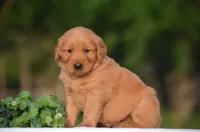 Shane, a male Golden Retriever for sale in Scurry, TX – Photo 1 of 4