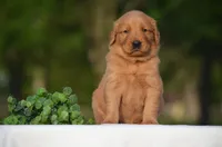 Shane, a male Golden Retriever for sale in Scurry, TX – Photo 2 of 4