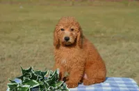 Winsten , a male Miniature Goldendoodle for sale in Scurry, TX – 2 of 6