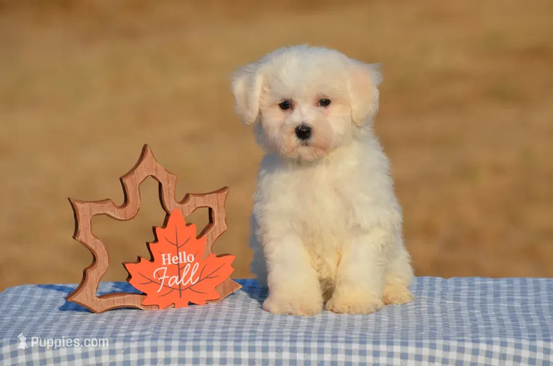 Trixy – Bichon Frise puppy for sale in Scurry, TX