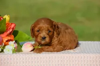 Trixie , a female Cavapoo for sale in Scurry, TX – 2 of 2