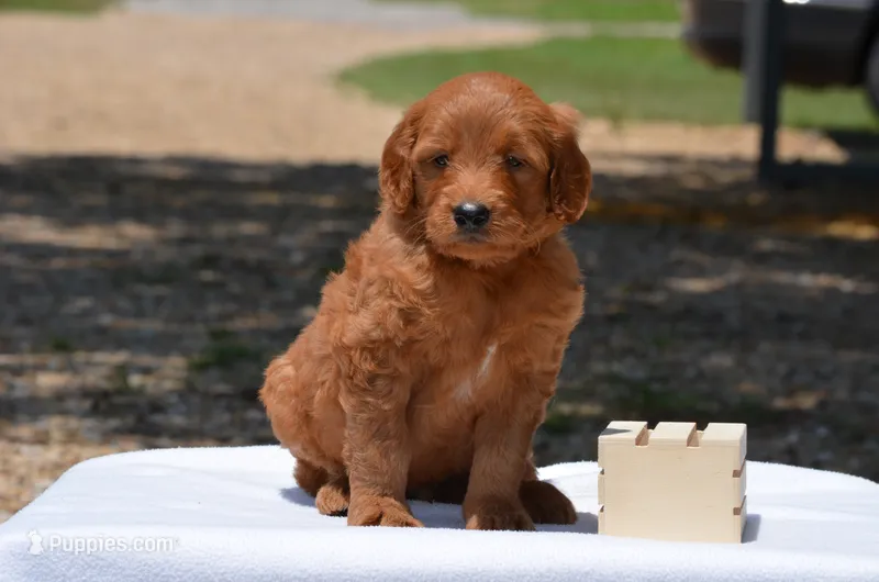 Lardo – Goldendoodle puppy for sale in Scurry, TX