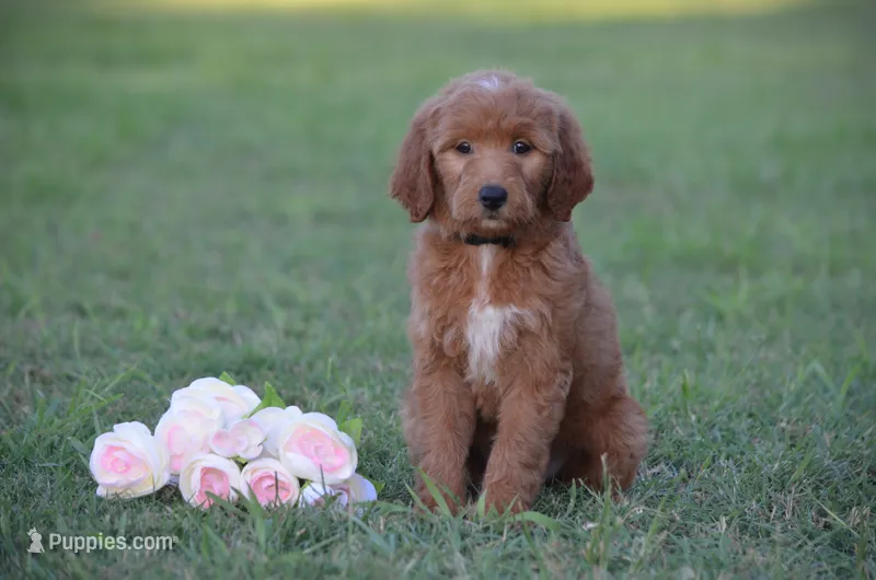 Lacey – Goldendoodle puppy for sale in Scurry, TX
