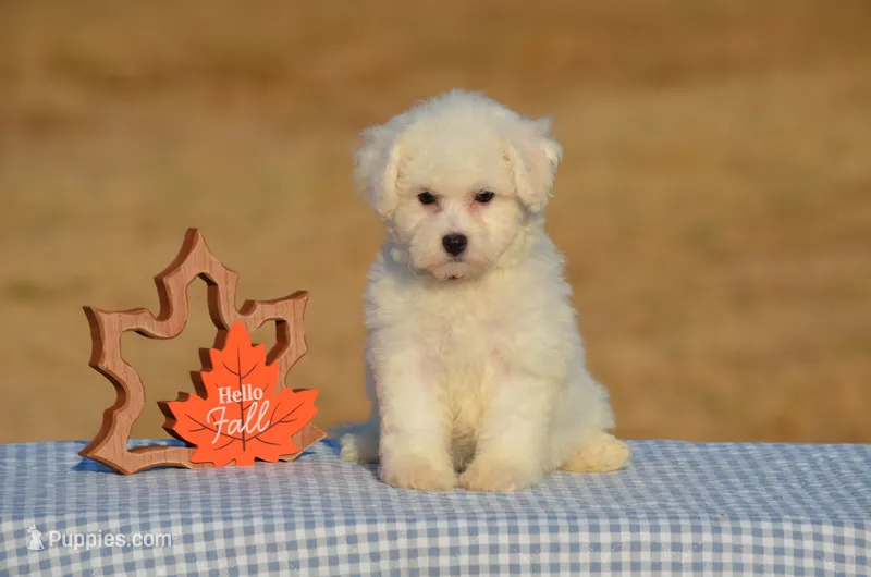 Tina – Bichon Frise puppy for sale in Scurry, TX