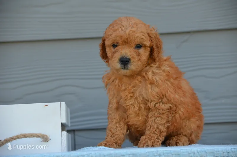 Duke – Miniature Goldendoodle puppy for sale in Scurry, TX