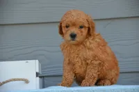 Duke, a male Miniature Goldendoodle for sale in Scurry, TX – 1 of 4
