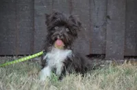 Tiny , a male Havanese for sale in Scurry, TX – 2 of 2