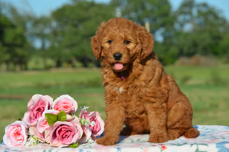 Wisper – Goldendoodle puppy for sale in Scurry, TX
