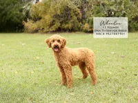 Wisper, a female Goldendoodle for sale in Scurry, TX – 3 of 4