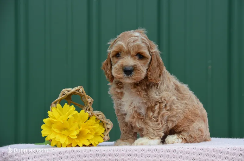 Nanda  – Cockapoo puppy for sale in Scurry, TX