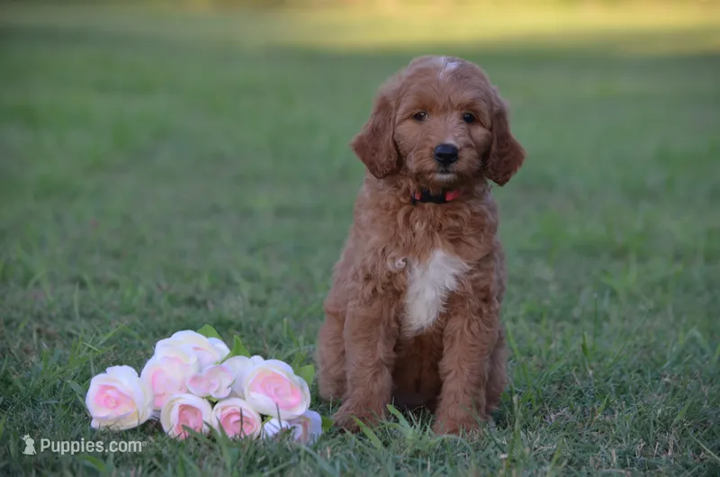 Lilli – Goldendoodle puppy for sale in Scurry, TX
