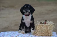 Franky , a male Miniature Bernedoodle for sale in Scurry, TX – 2 of 9