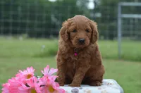 Wisper, a female Goldendoodle for sale in Scurry, TX – 2 of 4