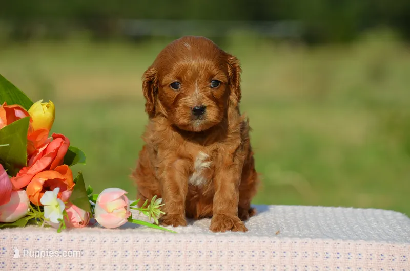 Trixie  – Cavapoo puppy for sale in Scurry, TX