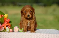 Trixie , a female Cavapoo for sale in Scurry, TX – 1 of 2