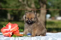 Hasko, a male Pomeranian for sale in Scurry, TX – 1 of 4