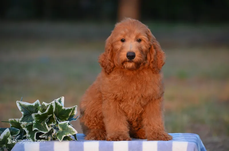 Alan  – Miniature Goldendoodle puppy for sale in Scurry, TX
