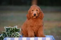 Alan , a male Miniature Goldendoodle for sale in Scurry, TX – 1 of 4