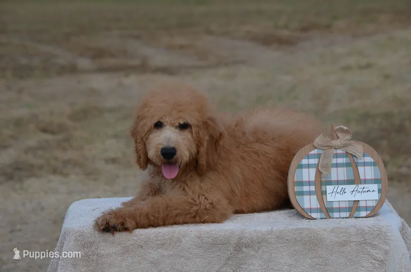 Winsten  – Miniature Goldendoodle puppy for sale in Scurry, TX