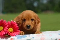 Rita , a female Golden Retriever for sale in Scurry, TX – 1 of 2