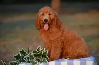 Alex, a male Miniature Goldendoodle for sale in Scurry, TX – 2 of 4