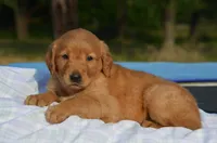 Cinta , a female Golden Retriever for sale in Scurry, TX – 2 of 4