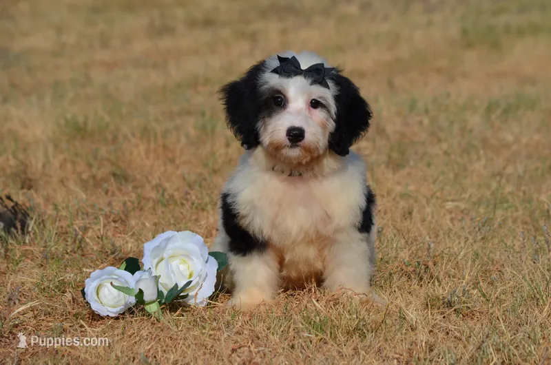 Fay – Miniature Bernedoodle puppy for sale in Scurry, TX