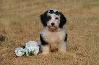 Fay, a female Miniature Bernedoodle for sale in Scurry, TX – 1 of 6