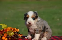 Wendy, a female Aussiedoodle and Bernedoodle for sale in Scurry, TX – 3 of 5