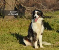 Willow, a female Aussiedoodle and Bernedoodle for sale in Scurry, TX – 4 of 5