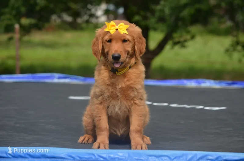 Cindy  – Golden Retriever puppy for sale in Scurry, TX