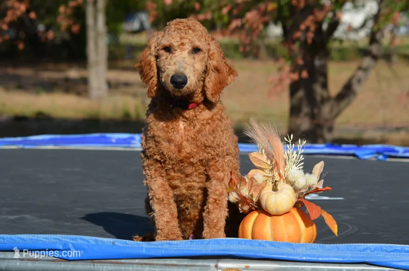 Andy – Miniature Goldendoodle puppy for sale in Scurry, TX
