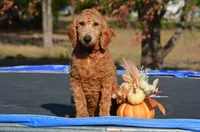 Andy, a male Miniature Goldendoodle for sale in Scurry, TX – 1 of 6