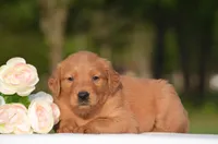 Sky, a female Golden Retriever for sale in Scurry, TX – Photo 2 of 4