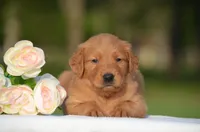 Sky, a female Golden Retriever for sale in Scurry, TX – Photo 1 of 4